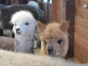 B&B Canossalpaca